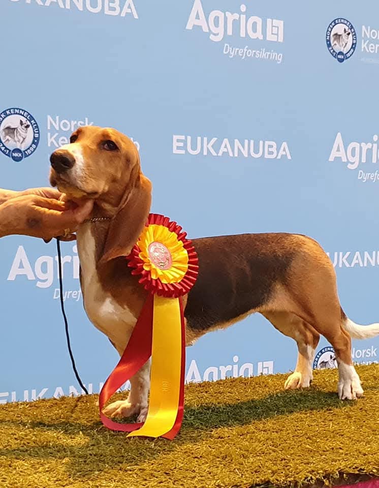Basset artesien normand