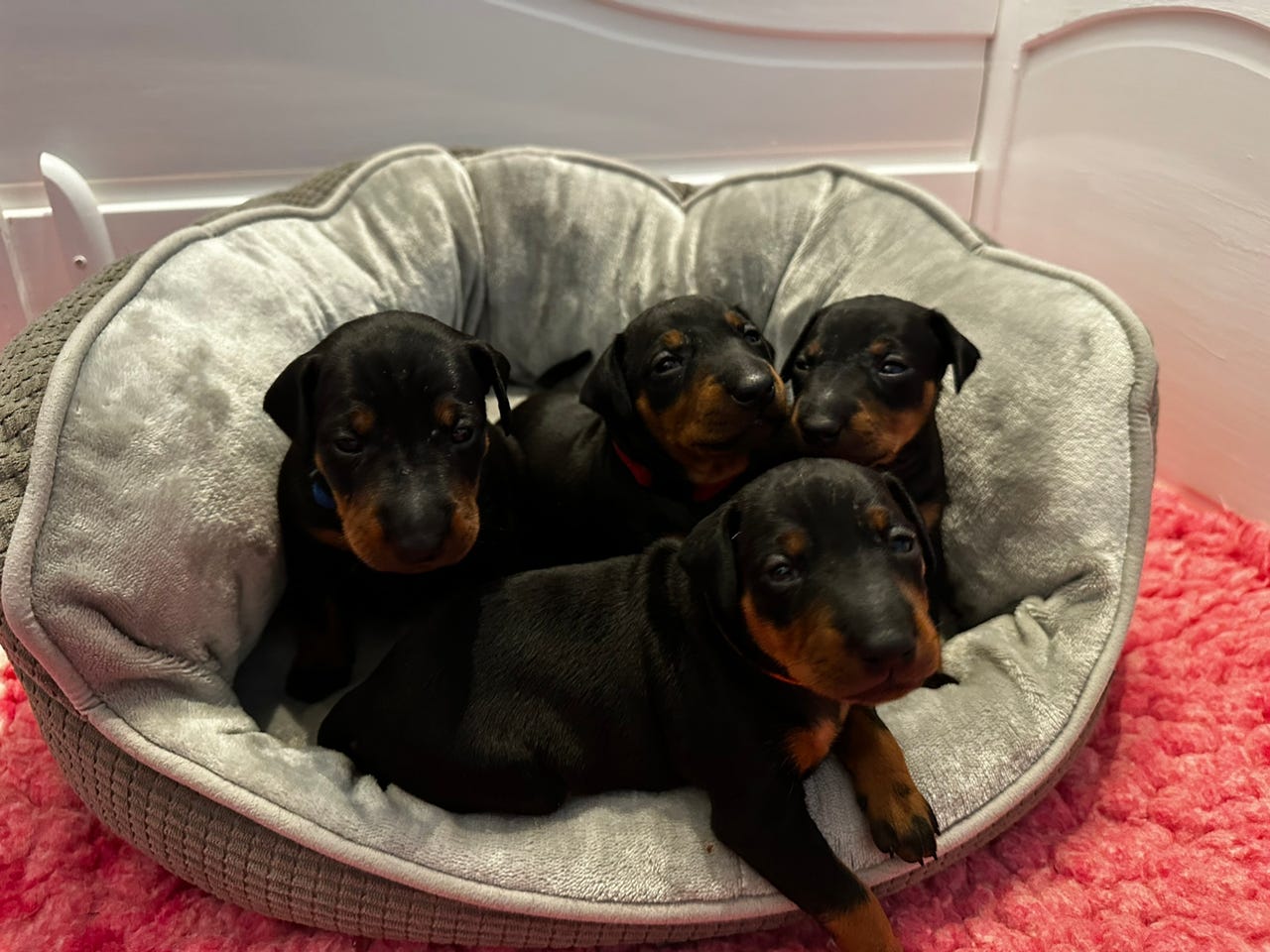 Manchester terrier