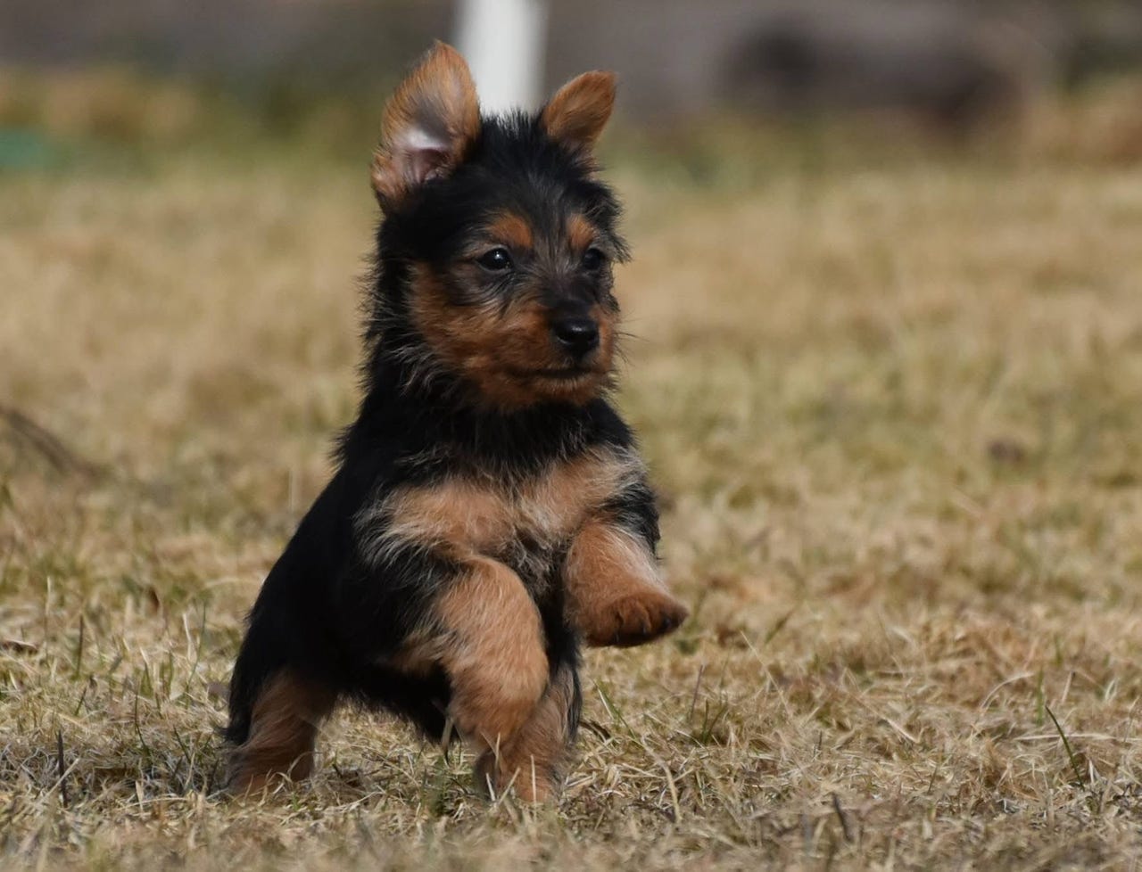 Australsk terrier