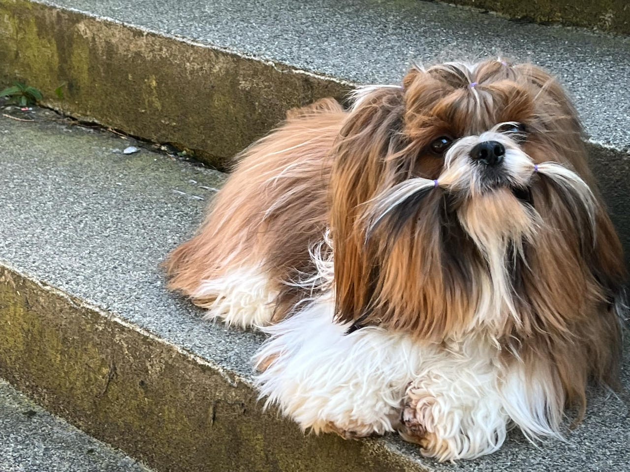 Shih tzu
