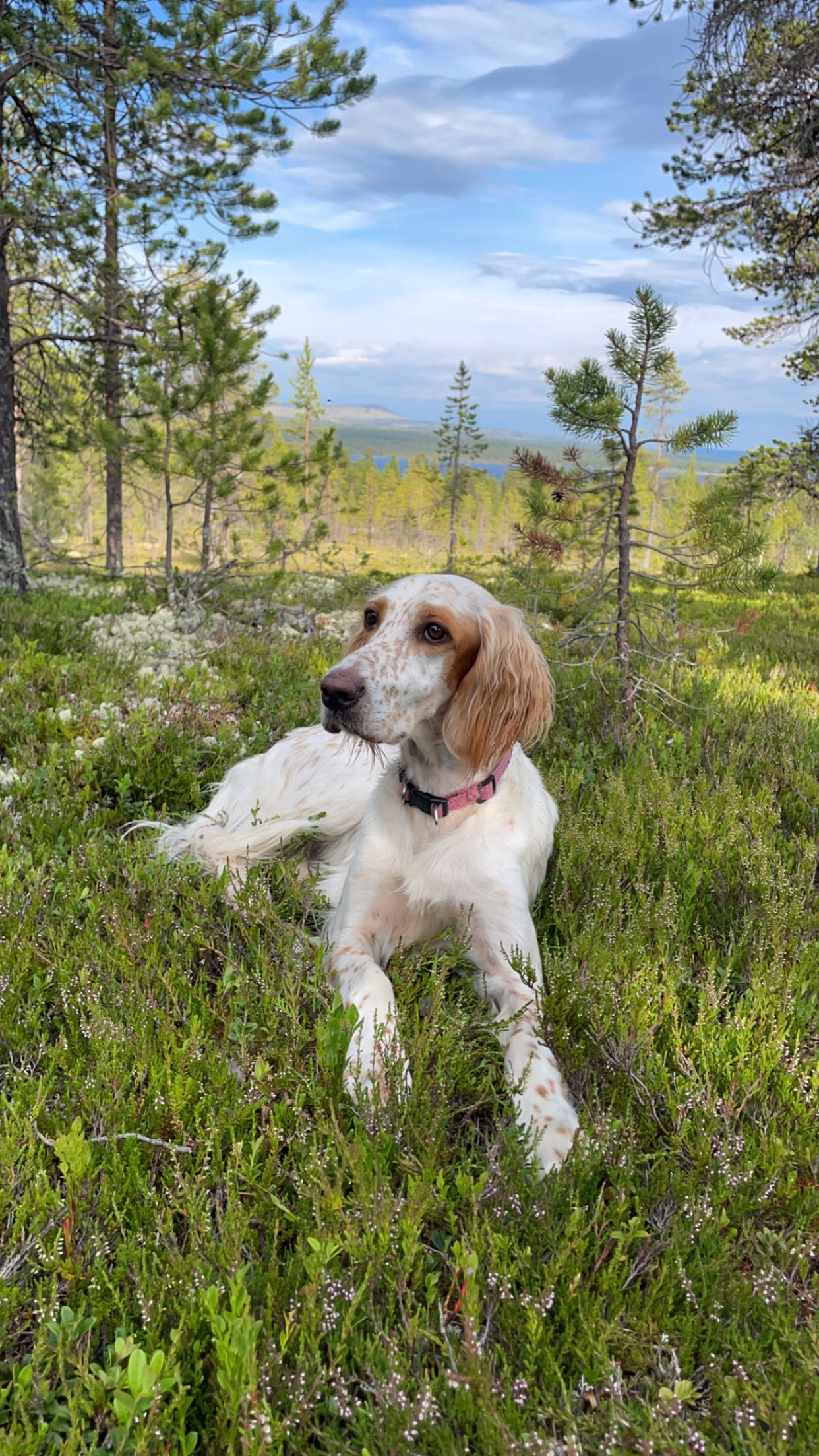 Engelsk setter