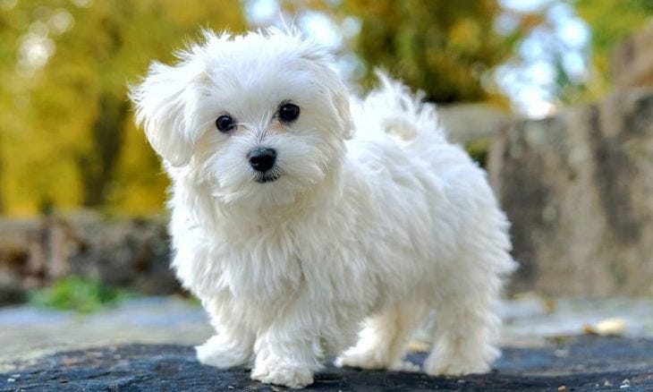 Bichon frisé