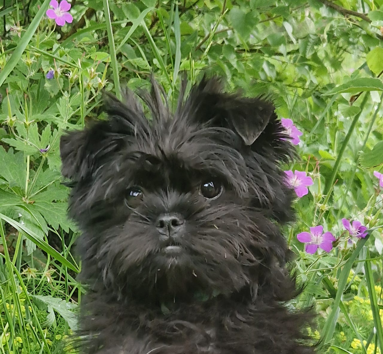 Affenpinscher