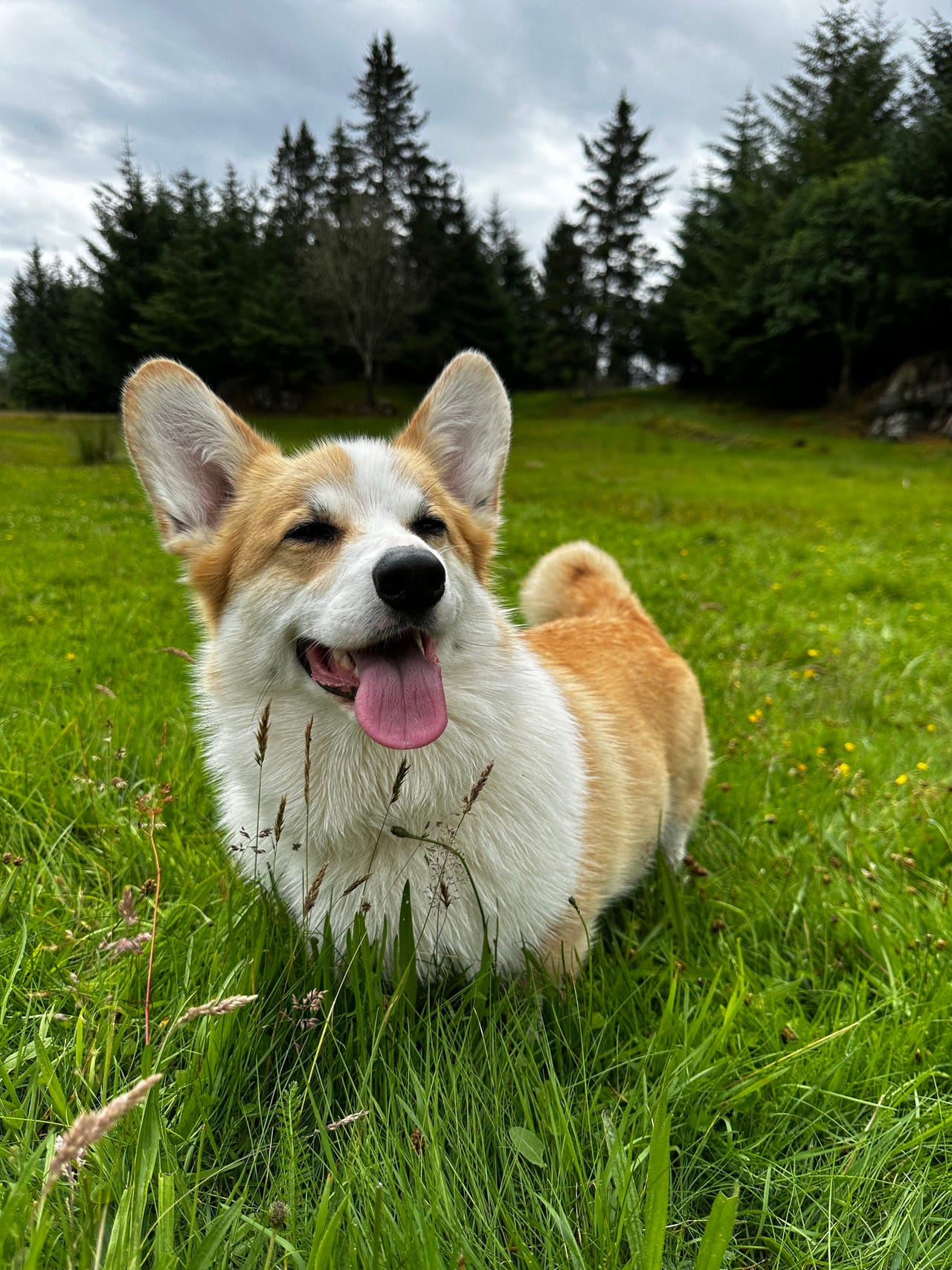 Welsh corgi pembroke