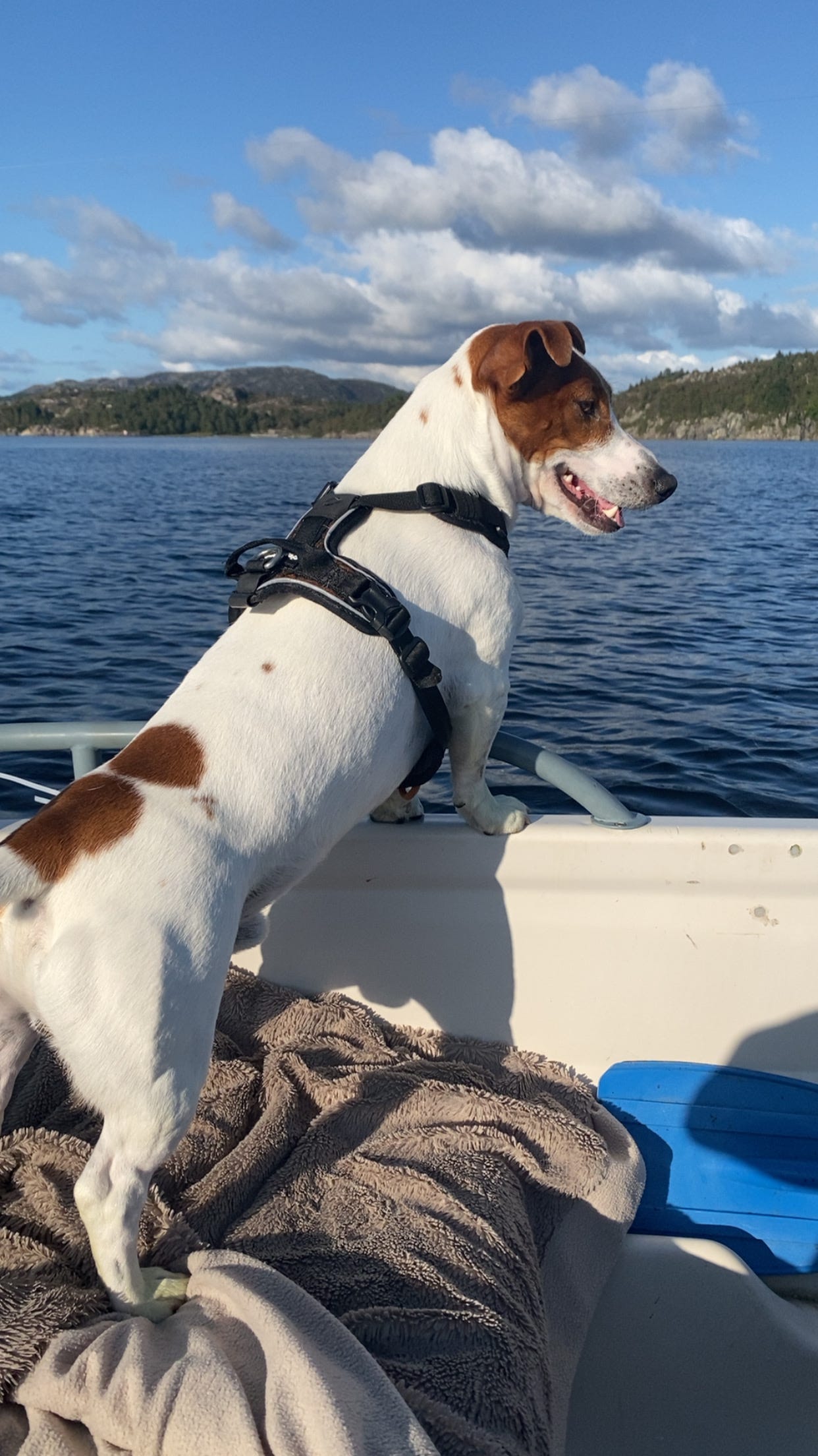 Jack russell terrier