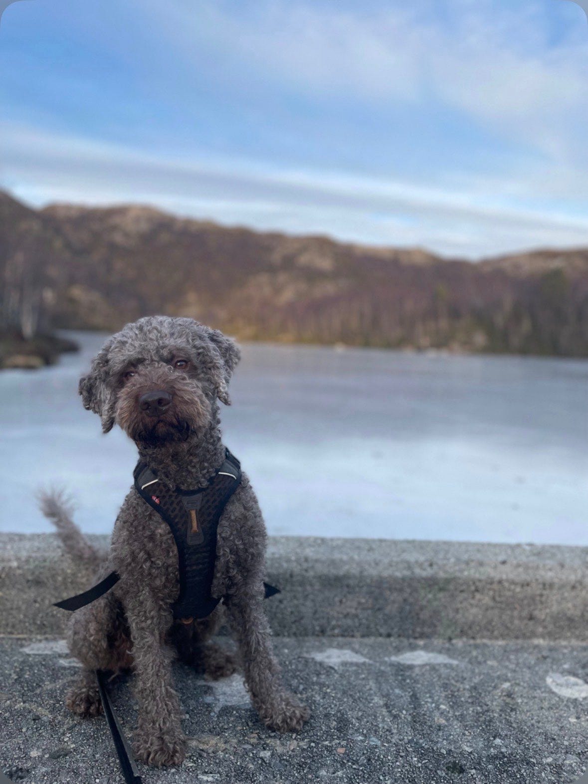 Lagotto romagnolo