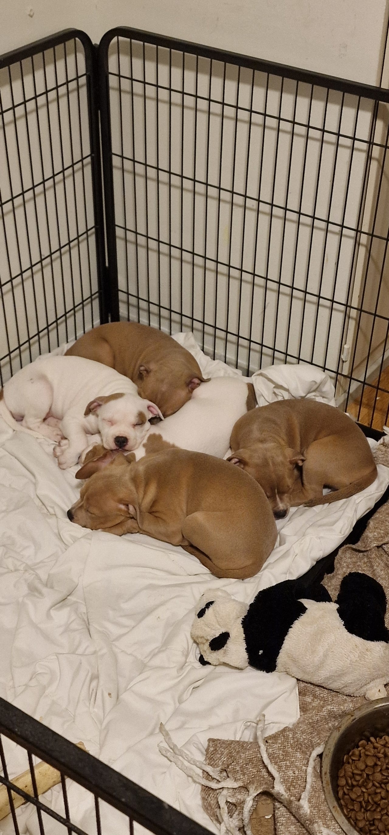 Staffordshire bull terrier