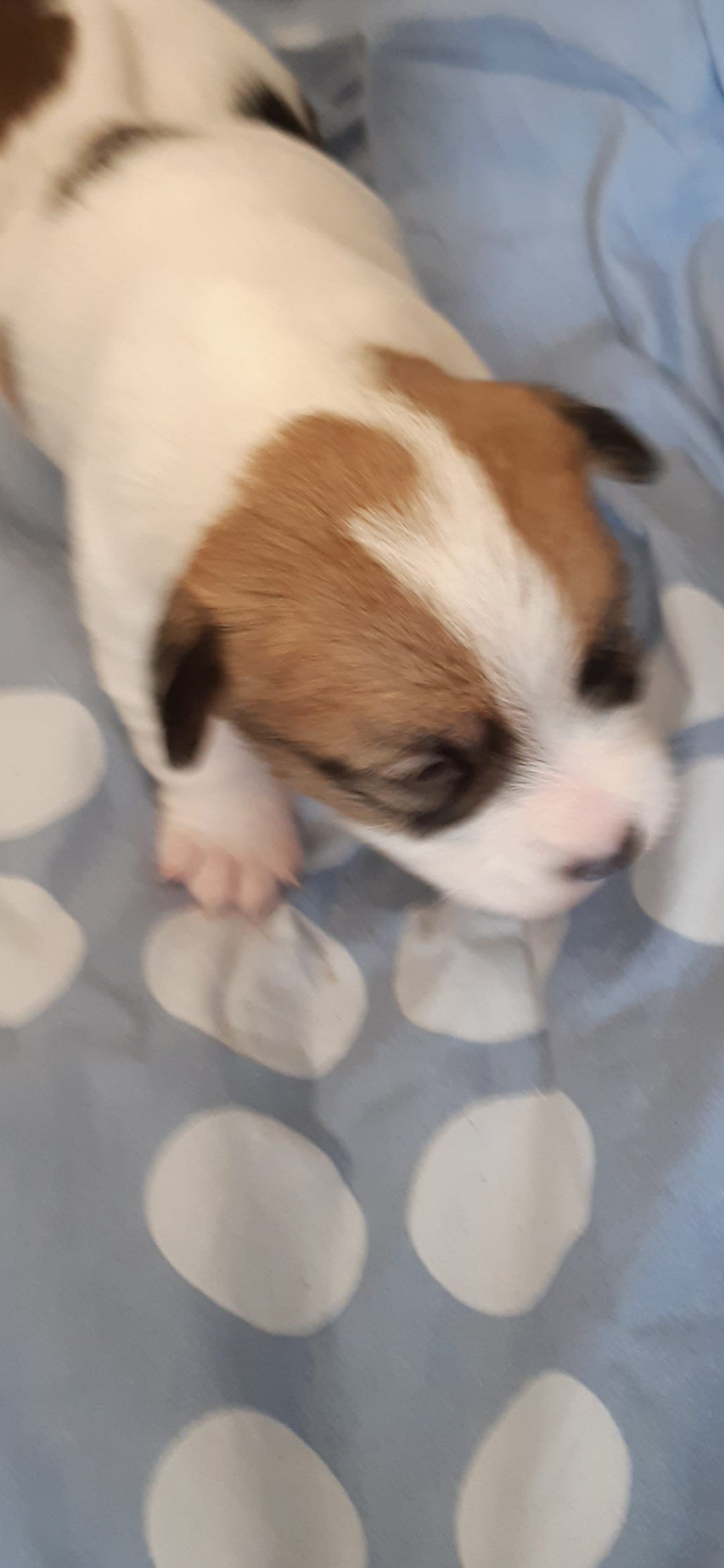 Jack russell terrier