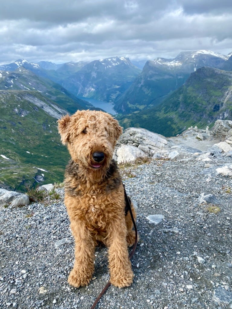 Airedale terrier