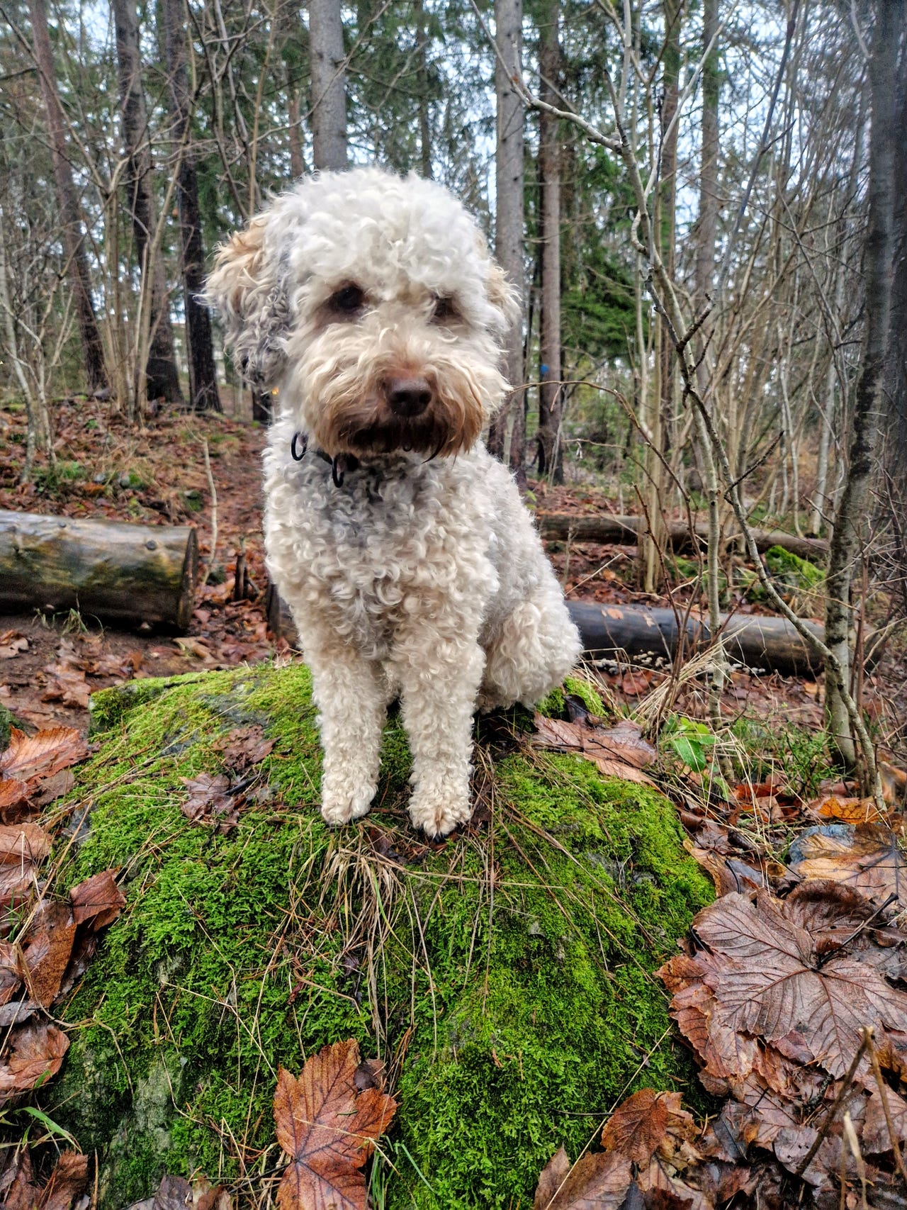 Lagotto romagnolo