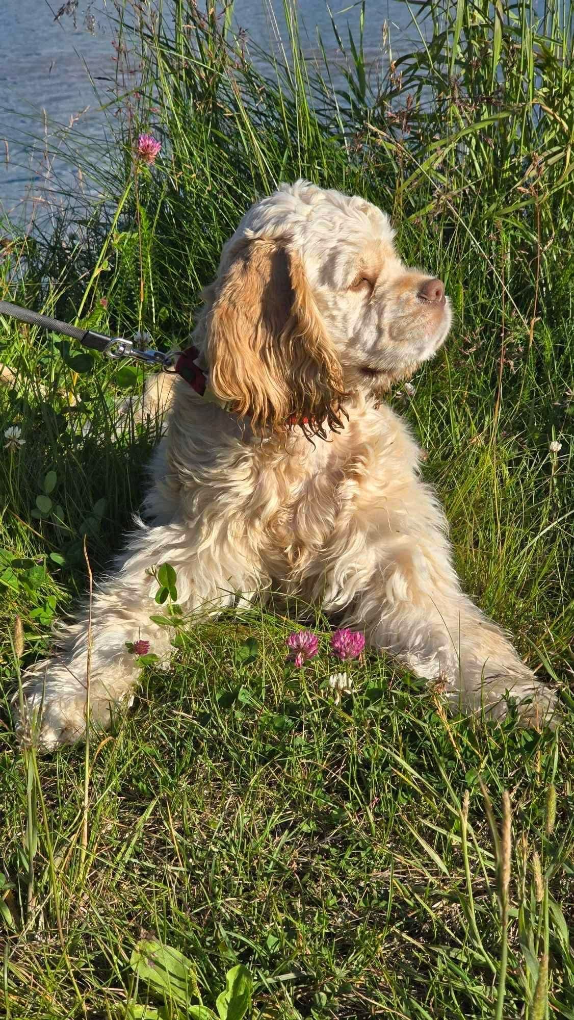 Amerikansk cocker spaniel