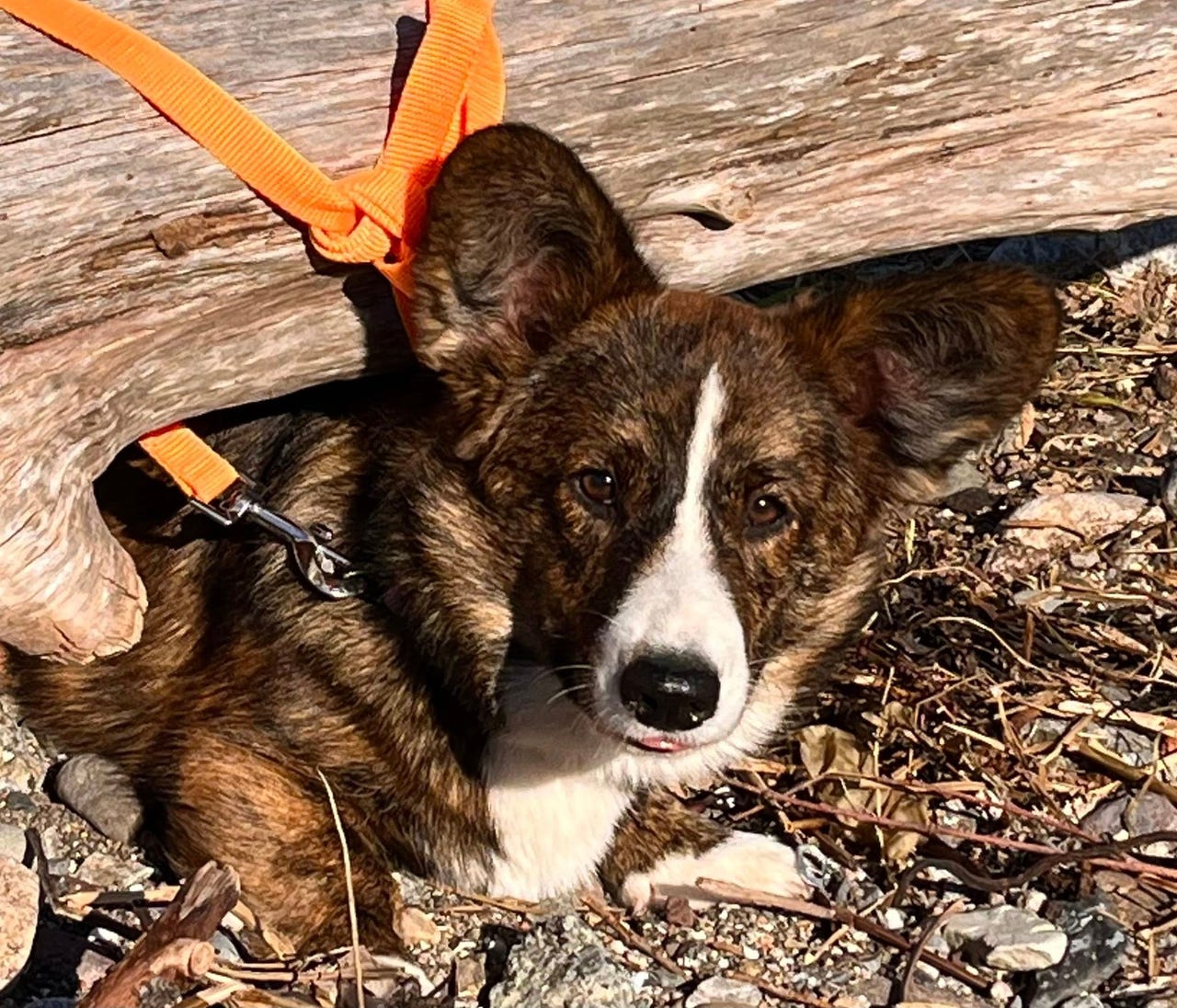 Welsh corgi cardigan