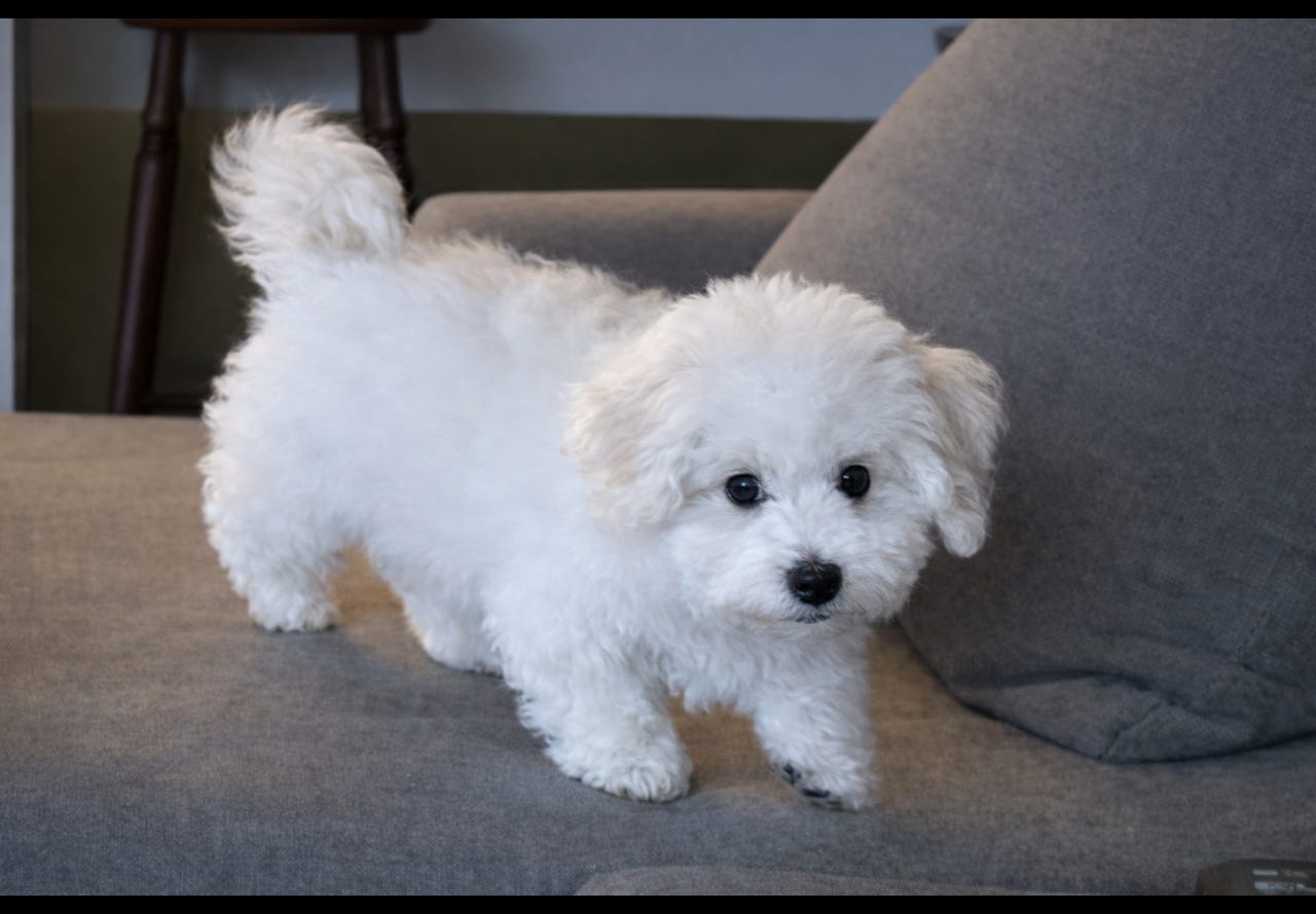 Bichon frisé