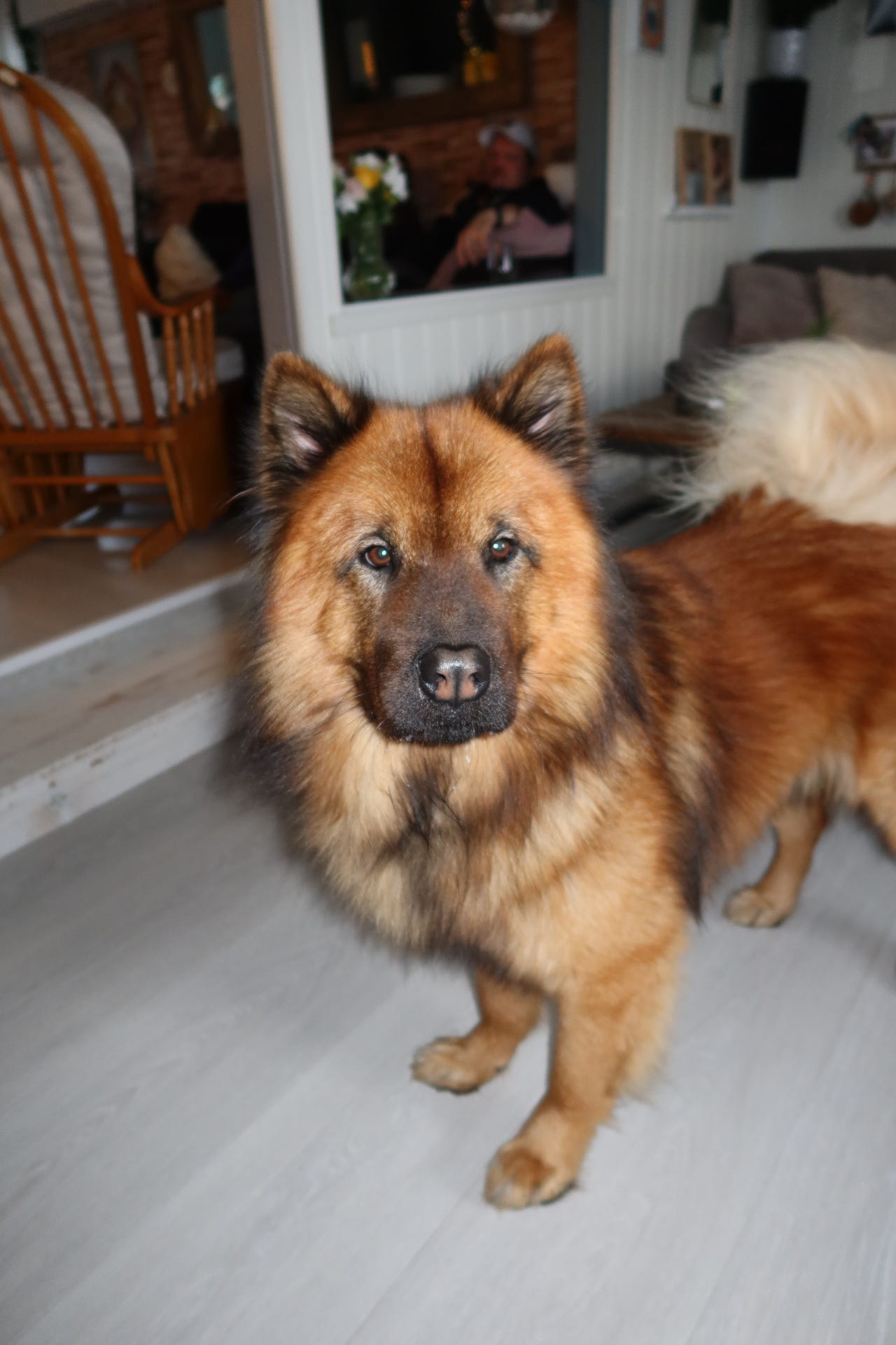 Eurasier
