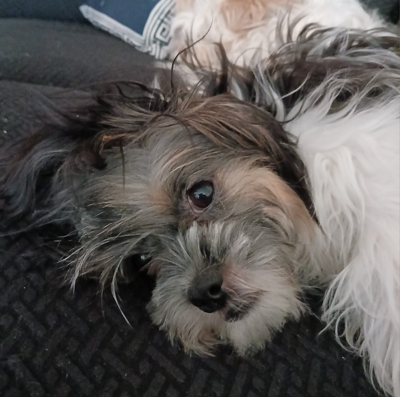 Shih tzu