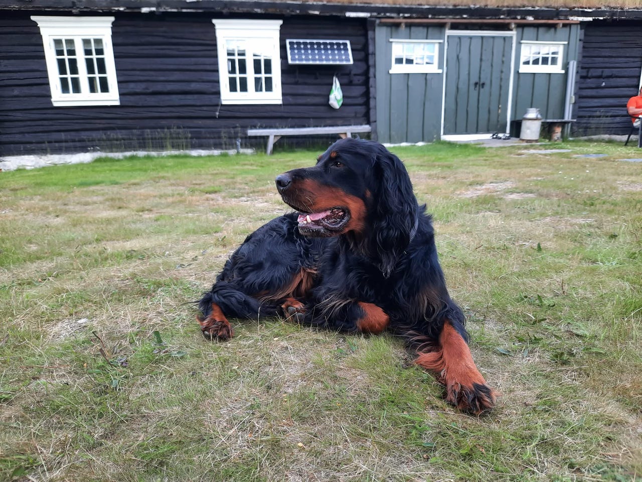 Gordon setter