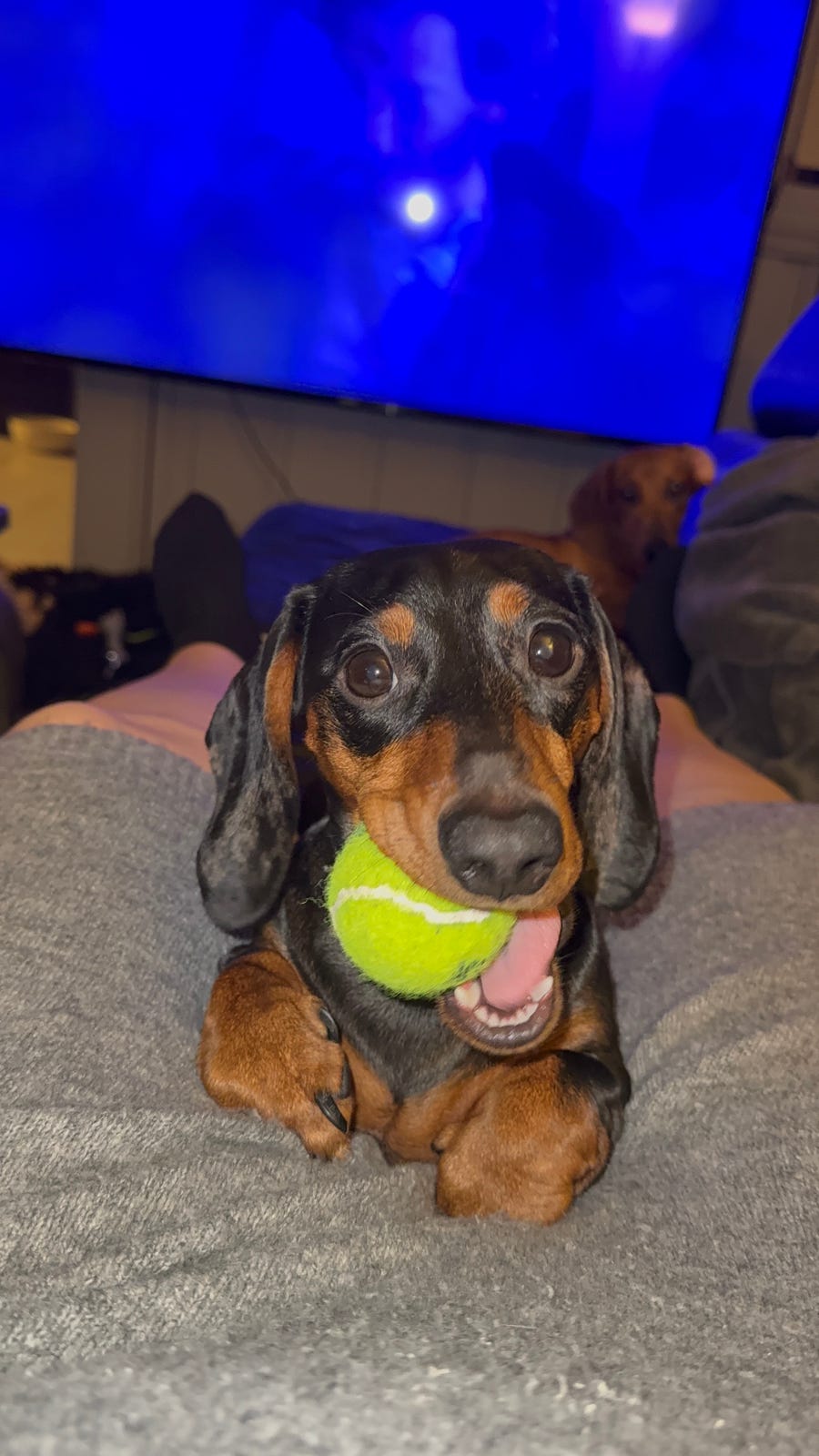 Dvergdachshund korthåret