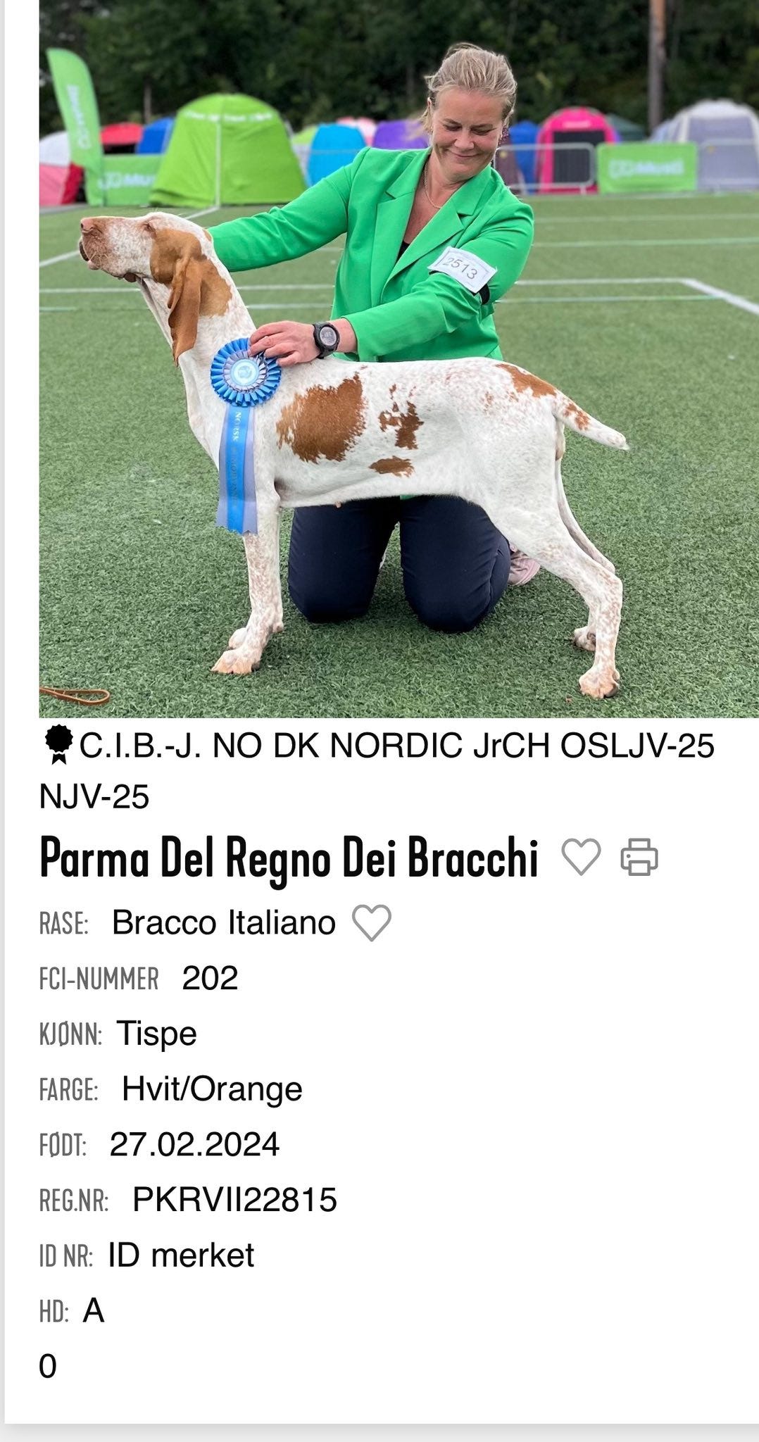 Bracco italiano