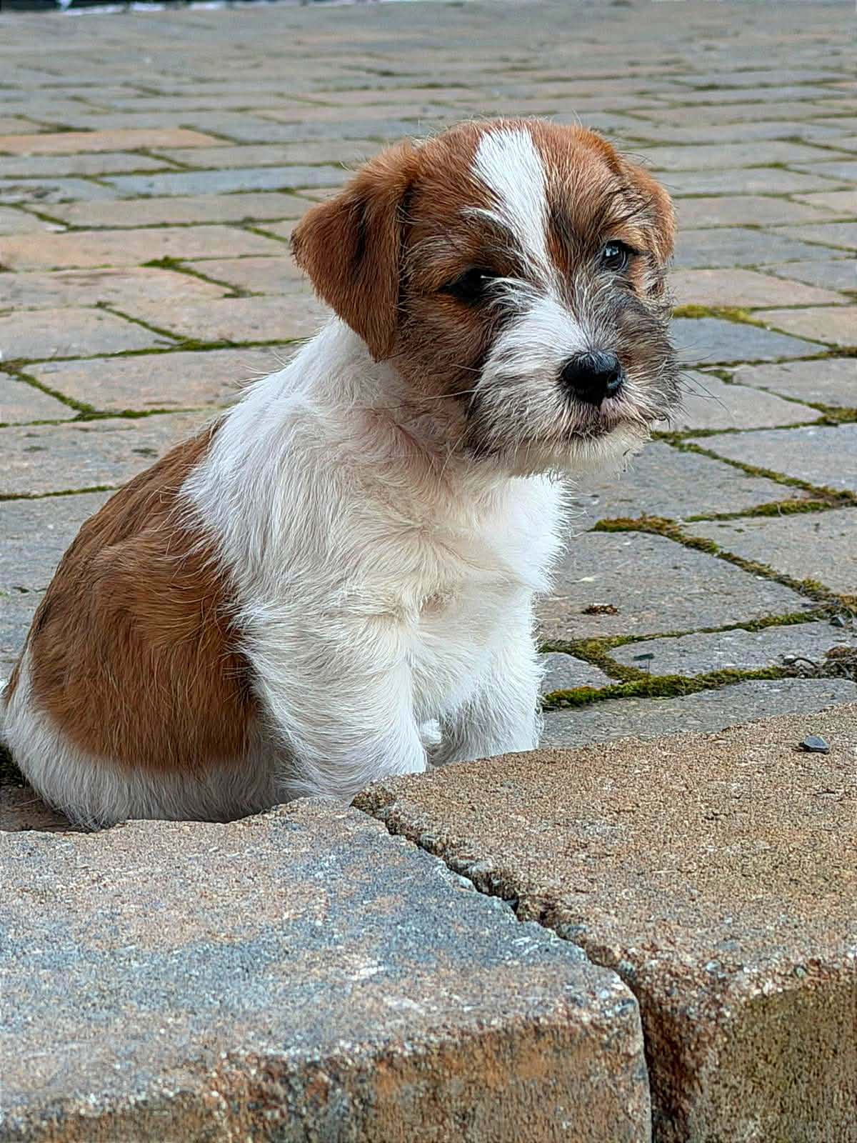 Jack russell terrier