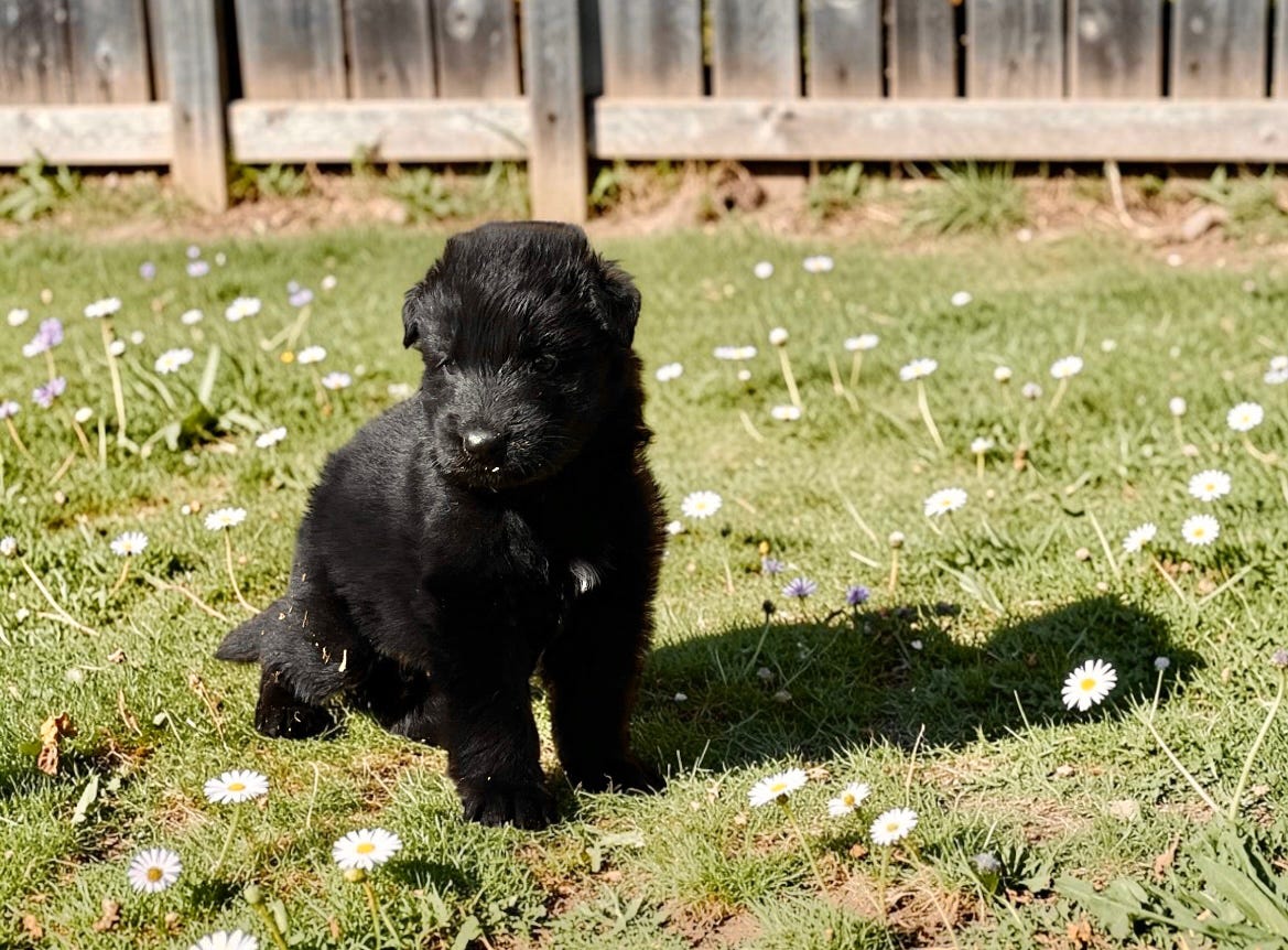 Schäferhund langhår