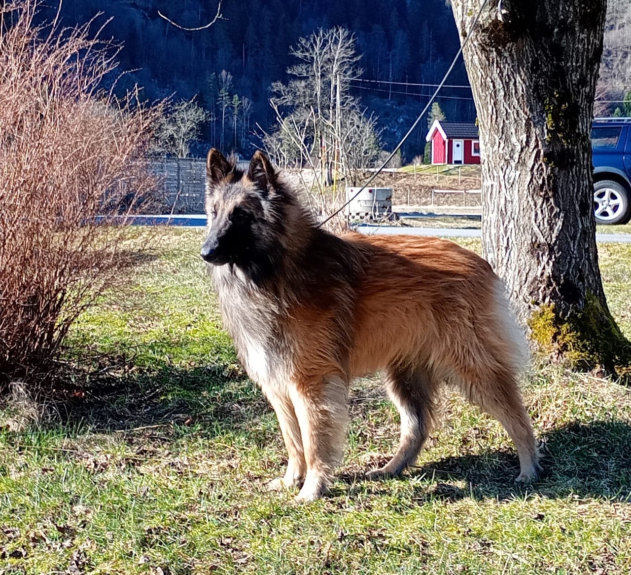 Belgisk fårehund, tervueren