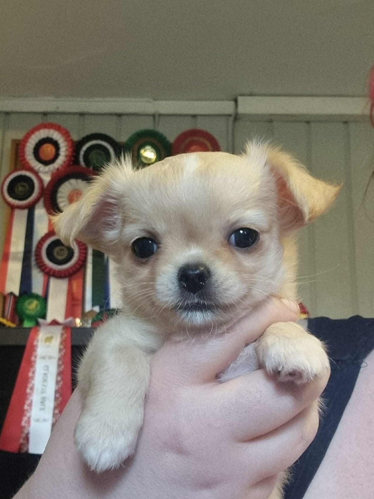 Chihuahua langhåret