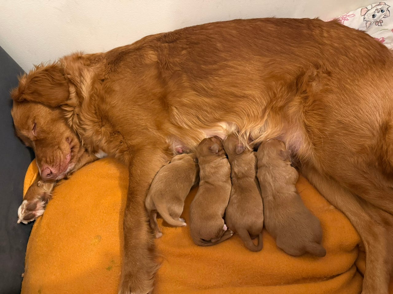 Nova scotia duck tolling retriever
