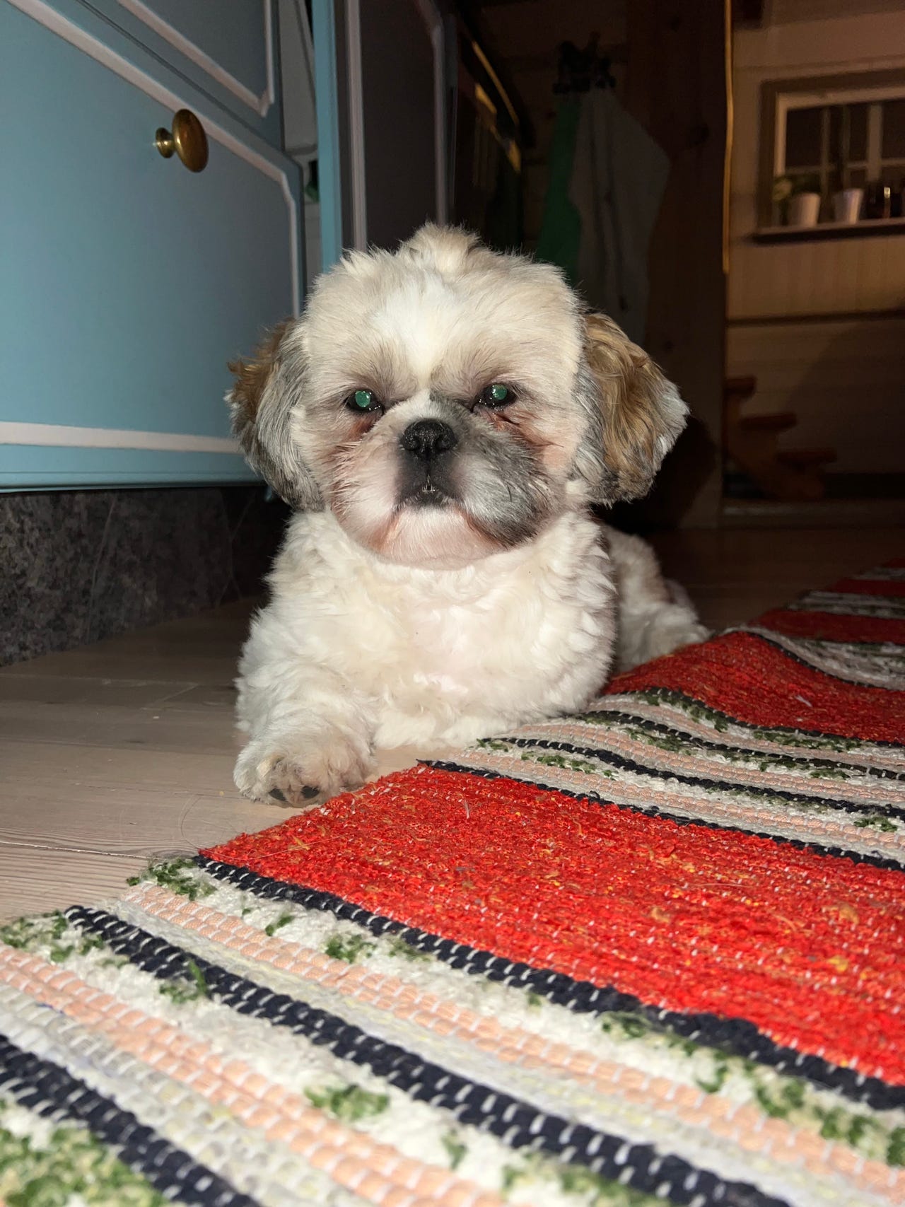 Shih tzu