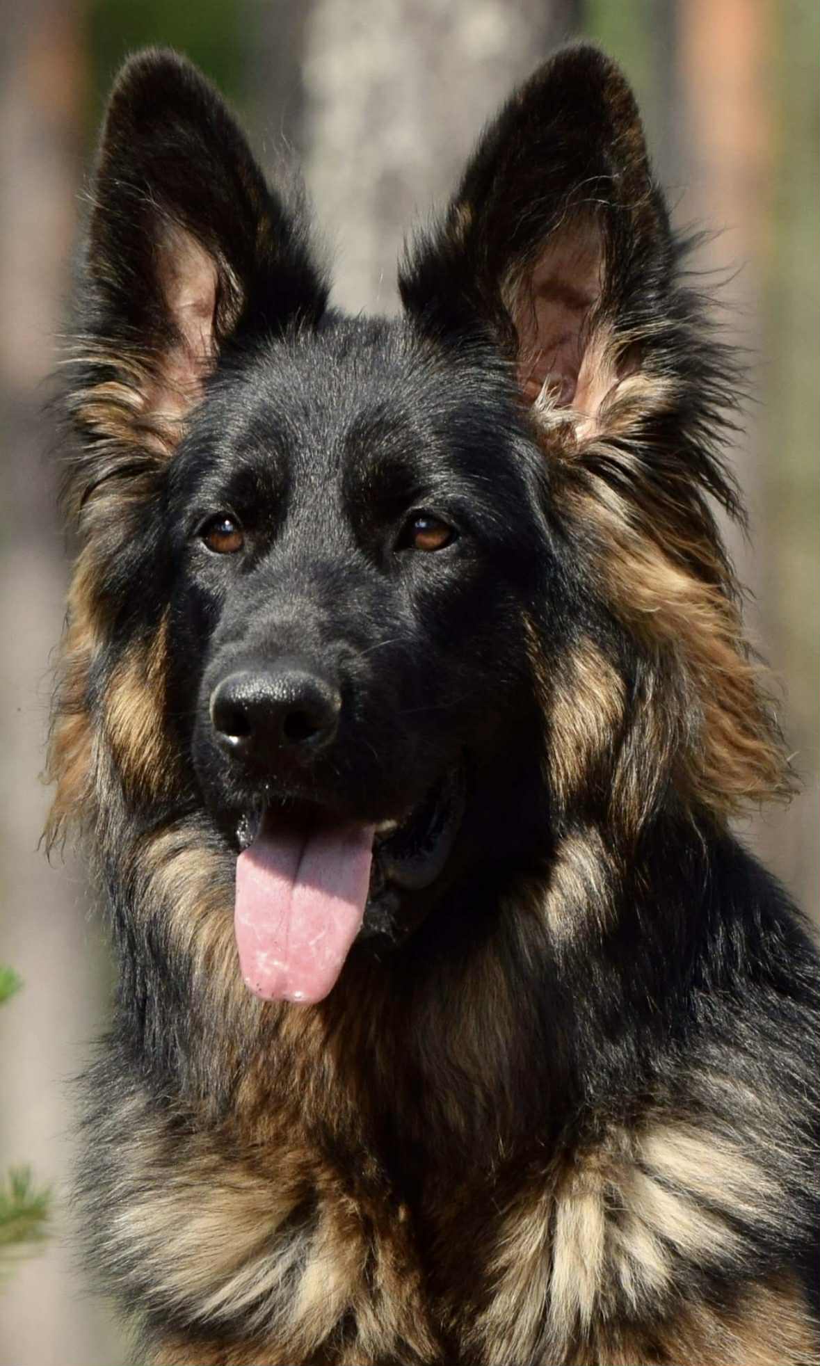 Schäferhund langhår