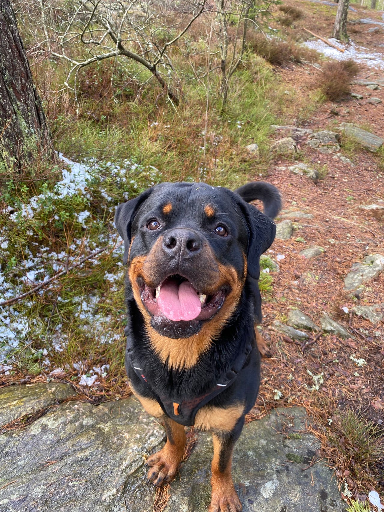 Rottweiler