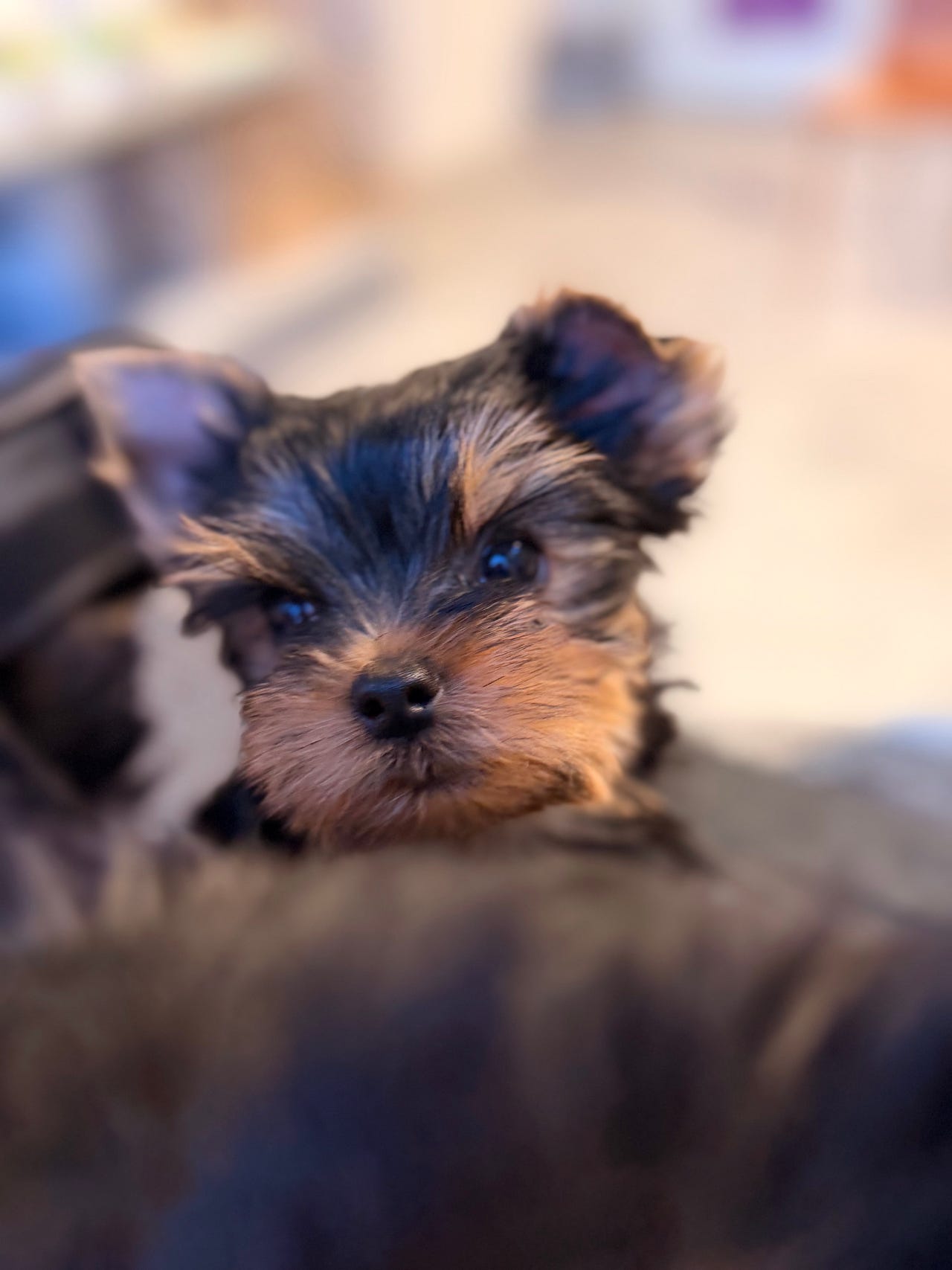 Yorkshire terrier
