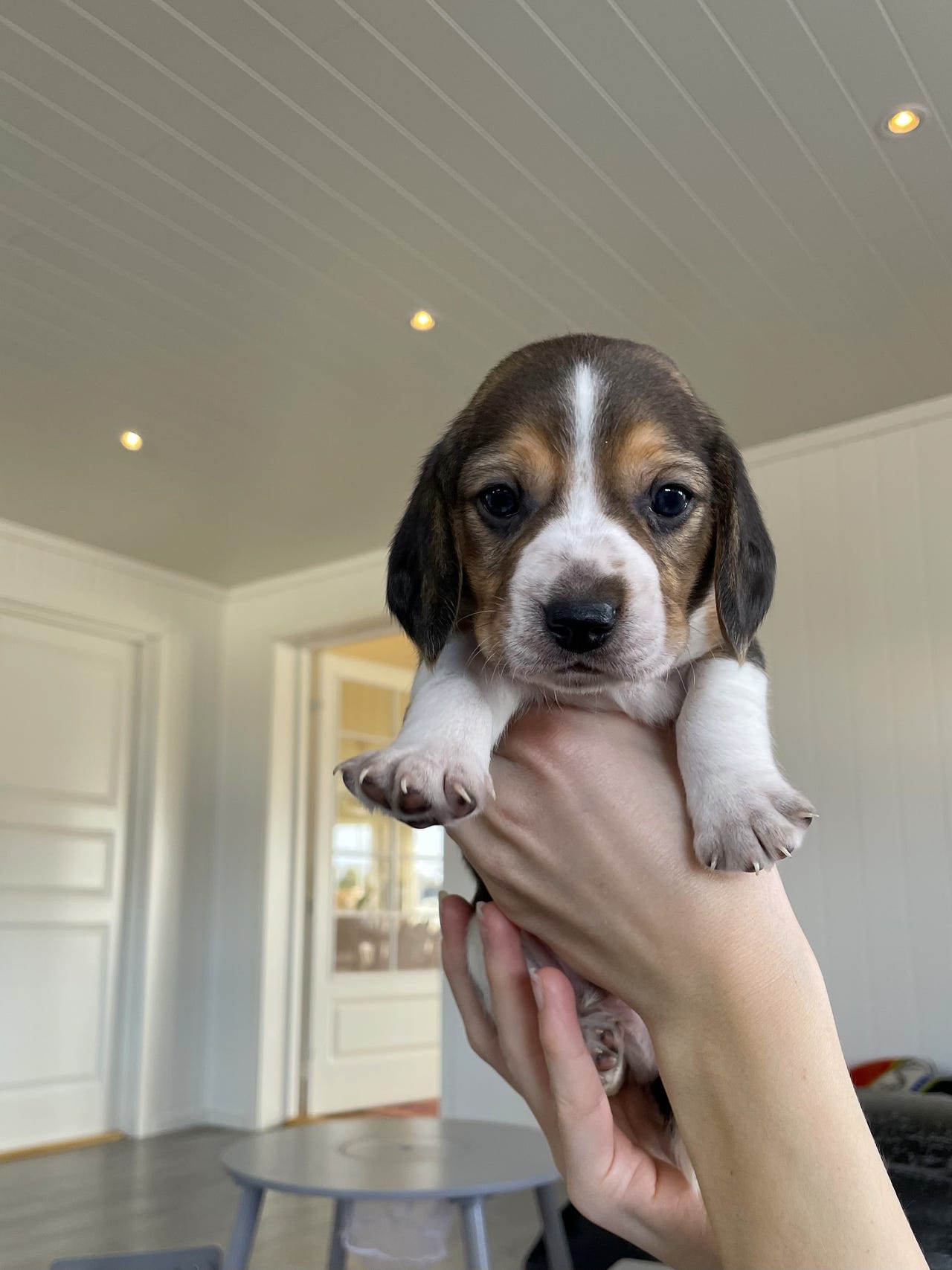 Beagle