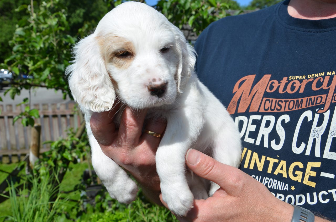 Engelsk setter