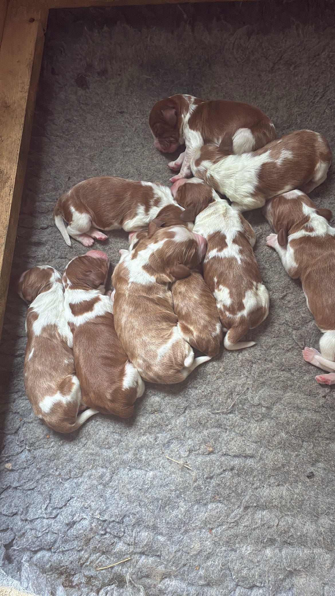 Welsh springer spaniel