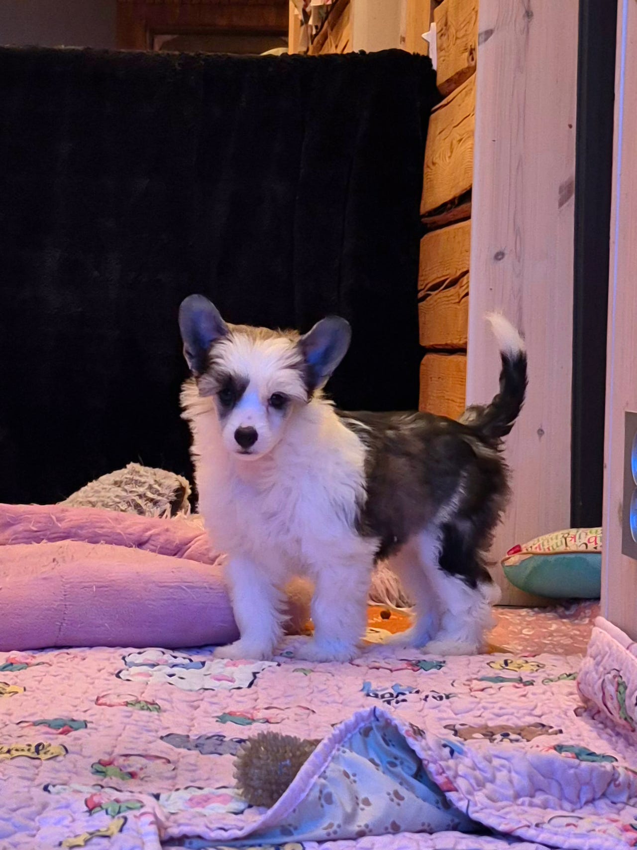 Chinese crested powderpuff