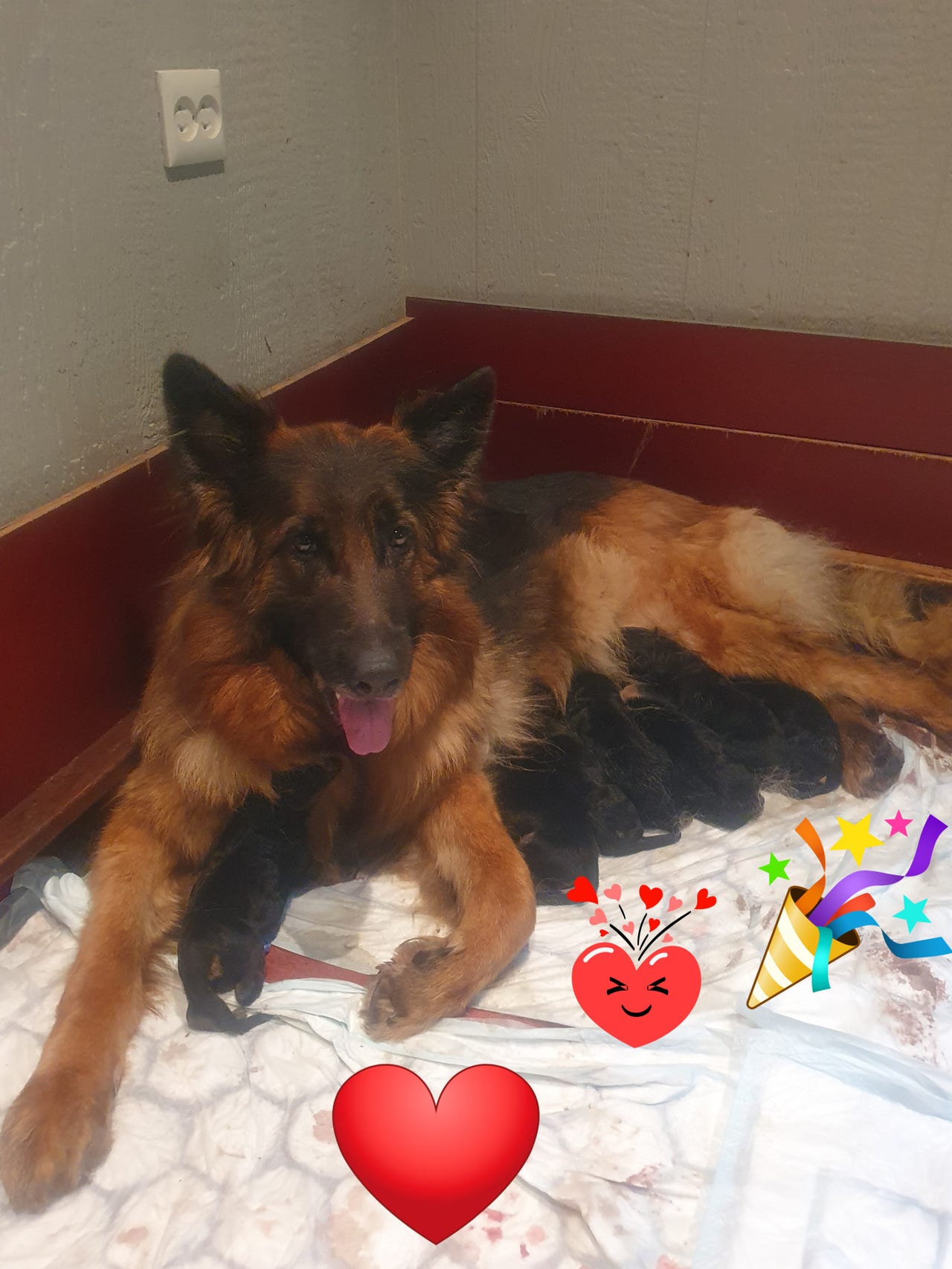 Schäferhund langhår