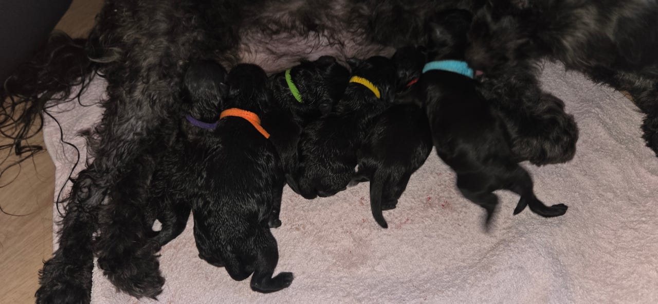 Russisk tsvetnaya bolonka