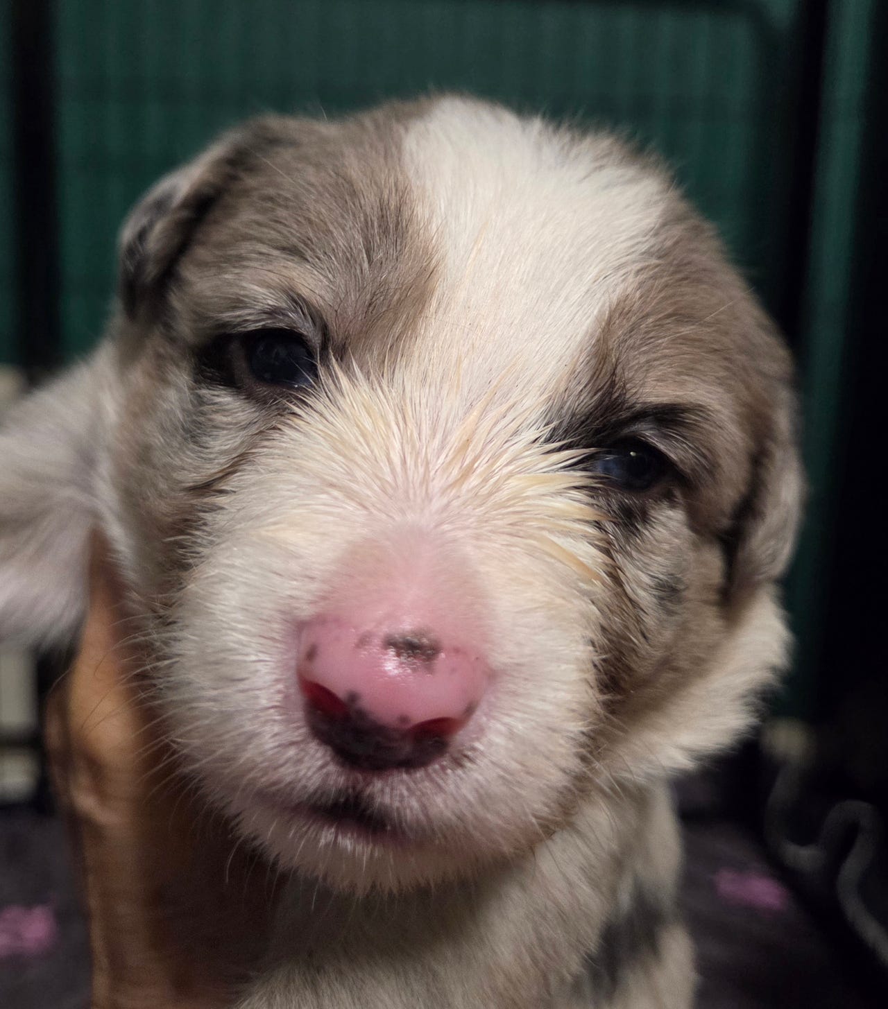 Border collie