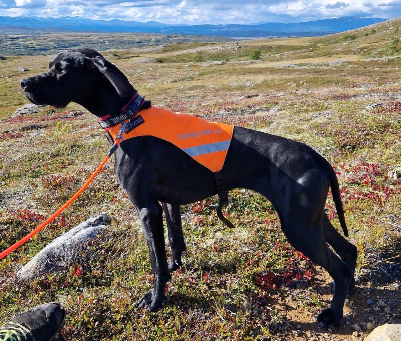 Pointer