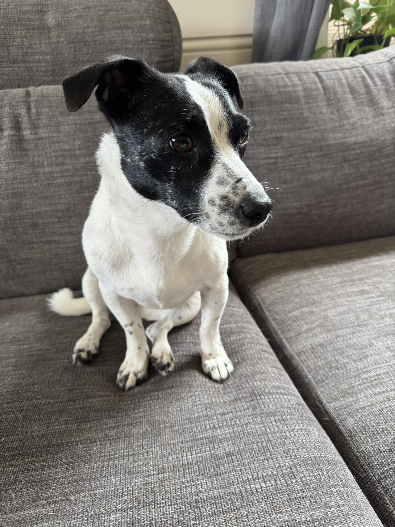 Jack russell terrier