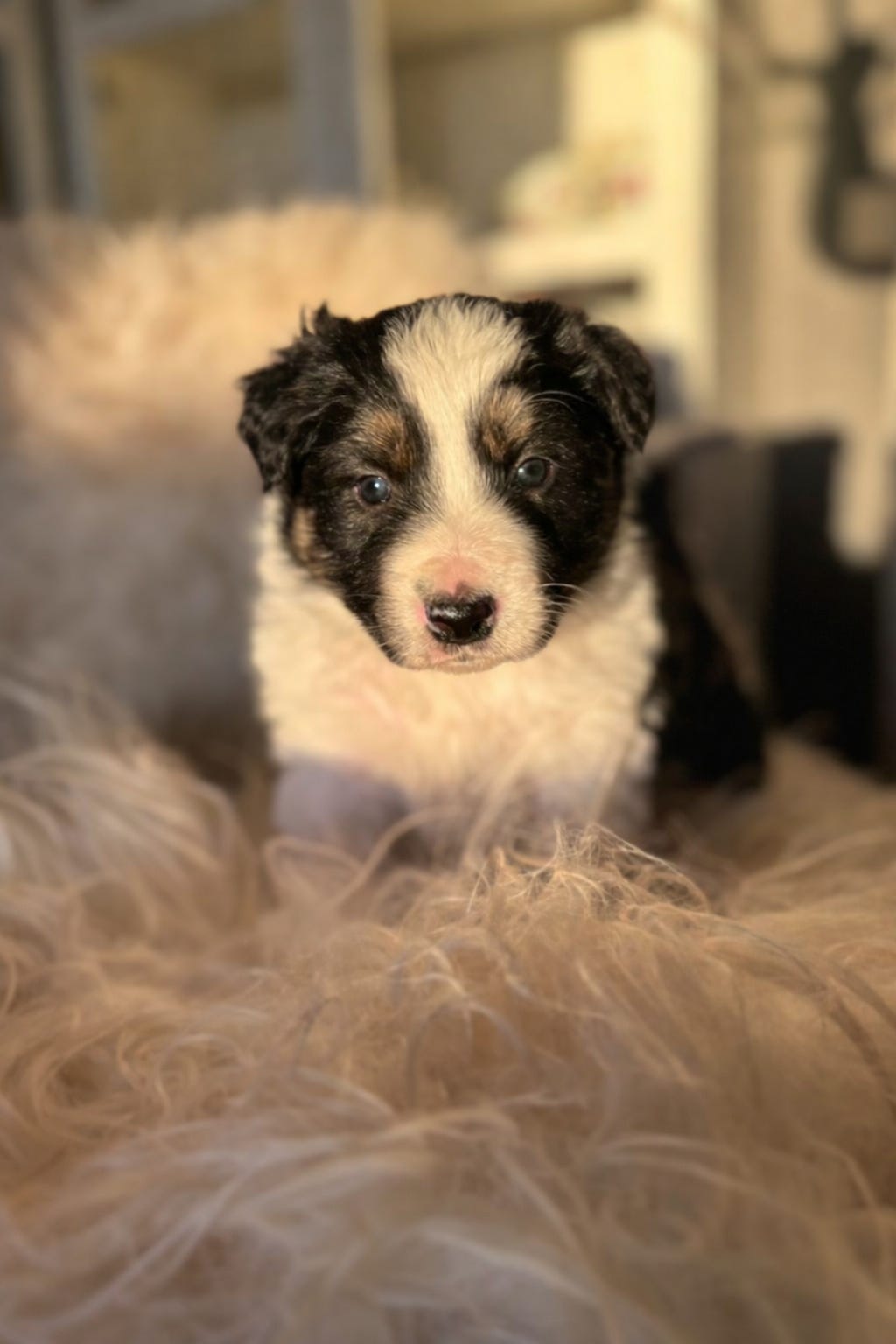 Border collie