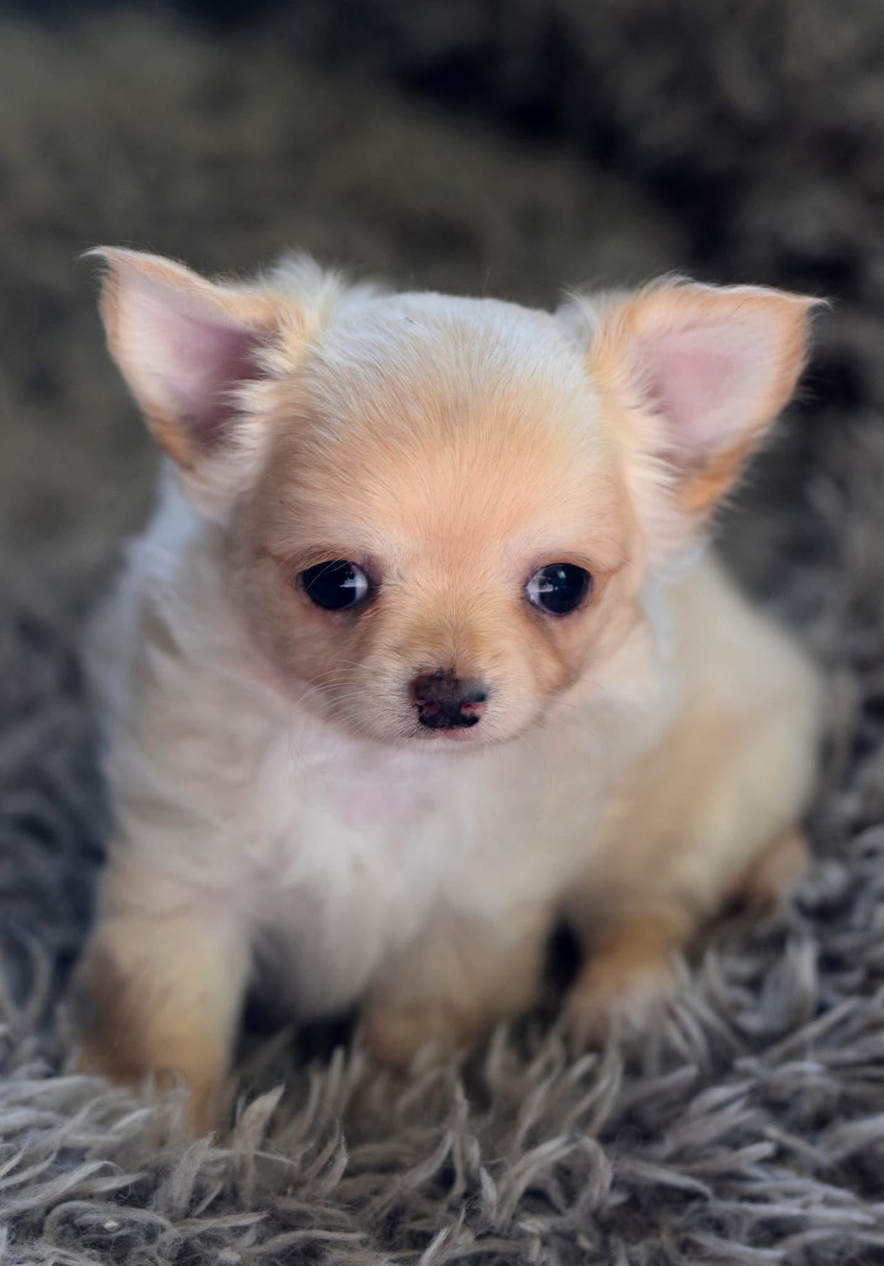 Chihuahua langhåret