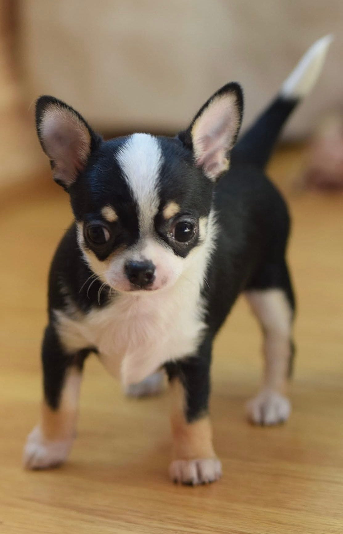 Chihuahua korthåret