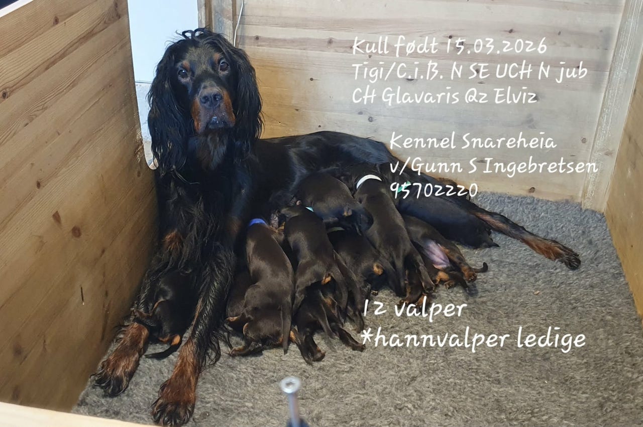 Gordon setter