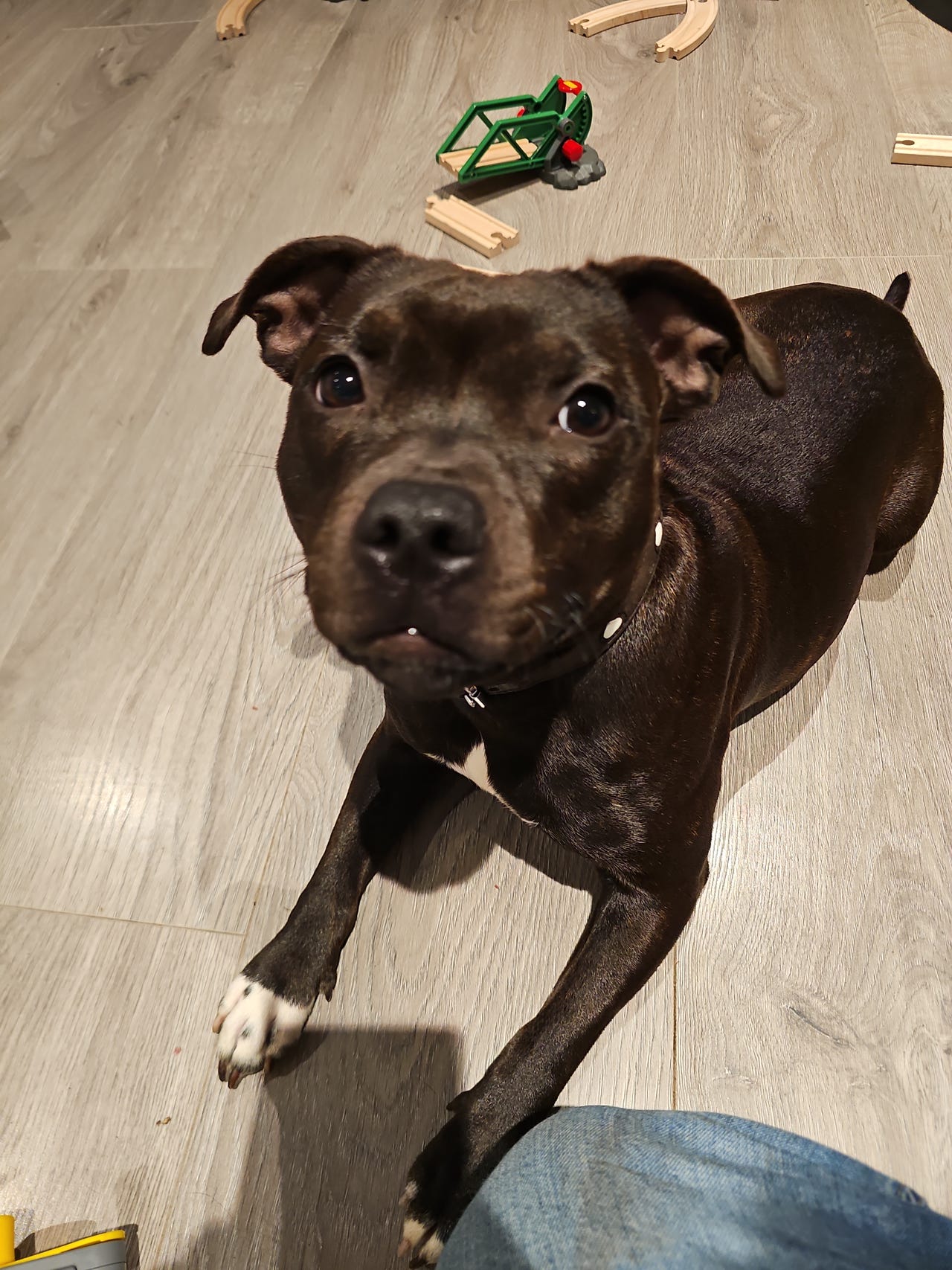 Staffordshire bull terrier