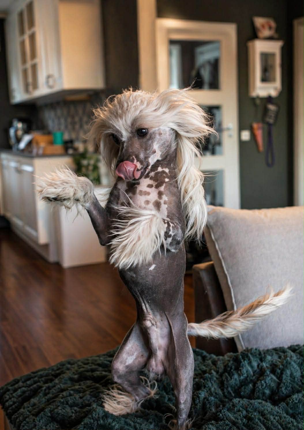 Chinese crested