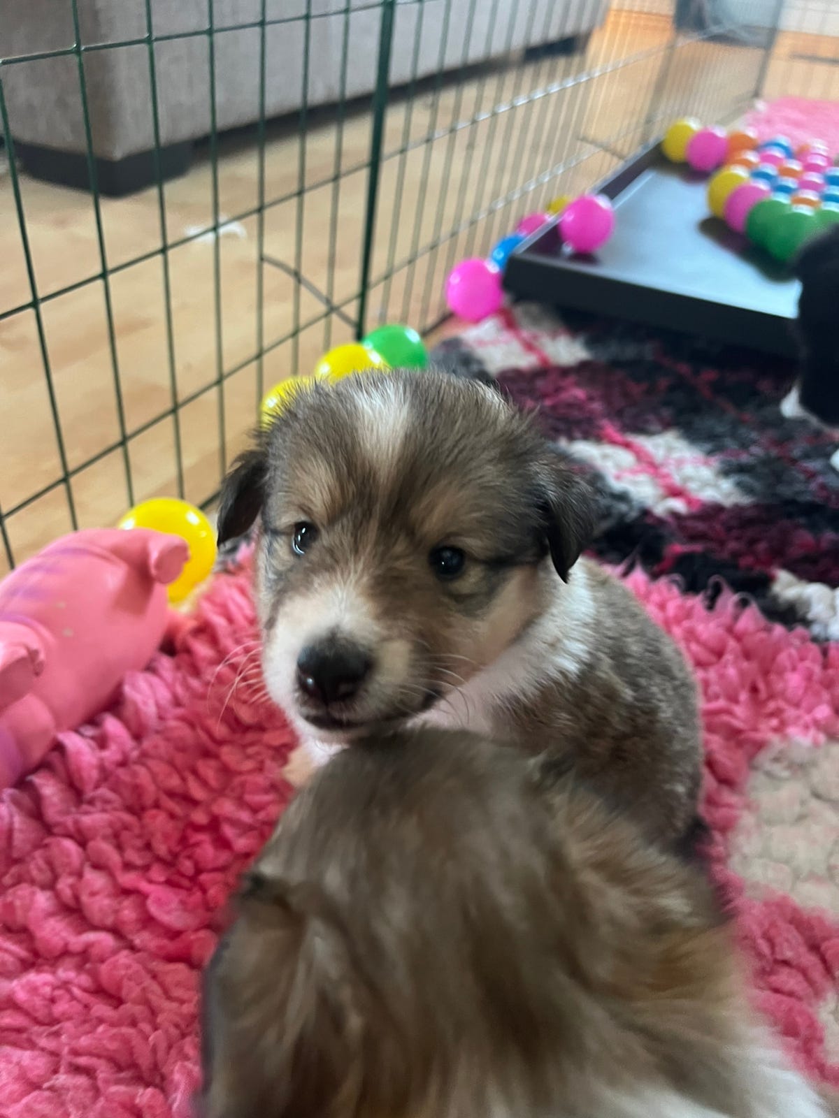 Shetland sheepdog