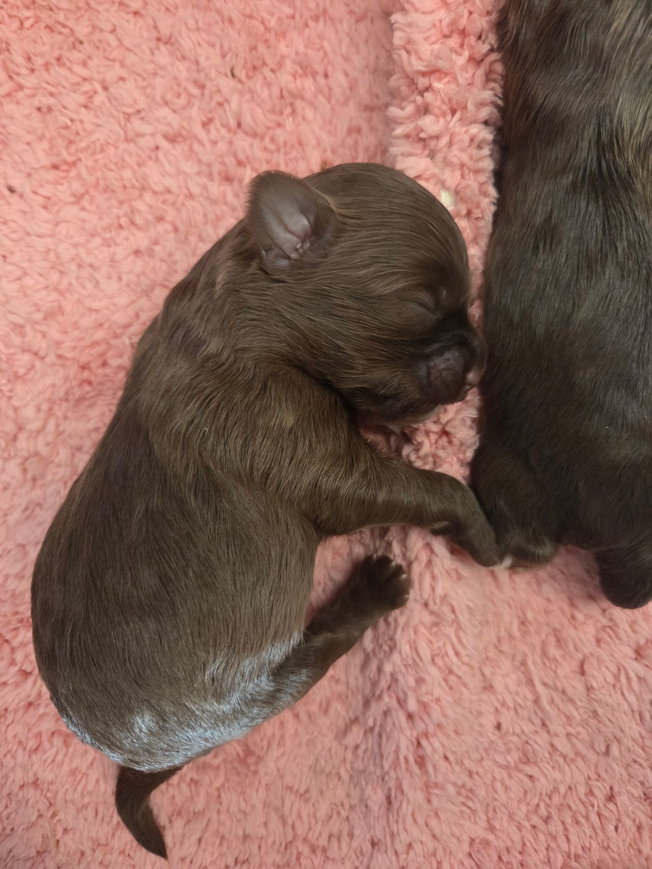 Russisk tsvetnaya bolonka