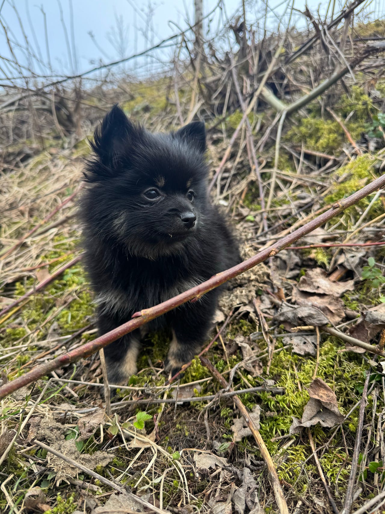Pomeranian