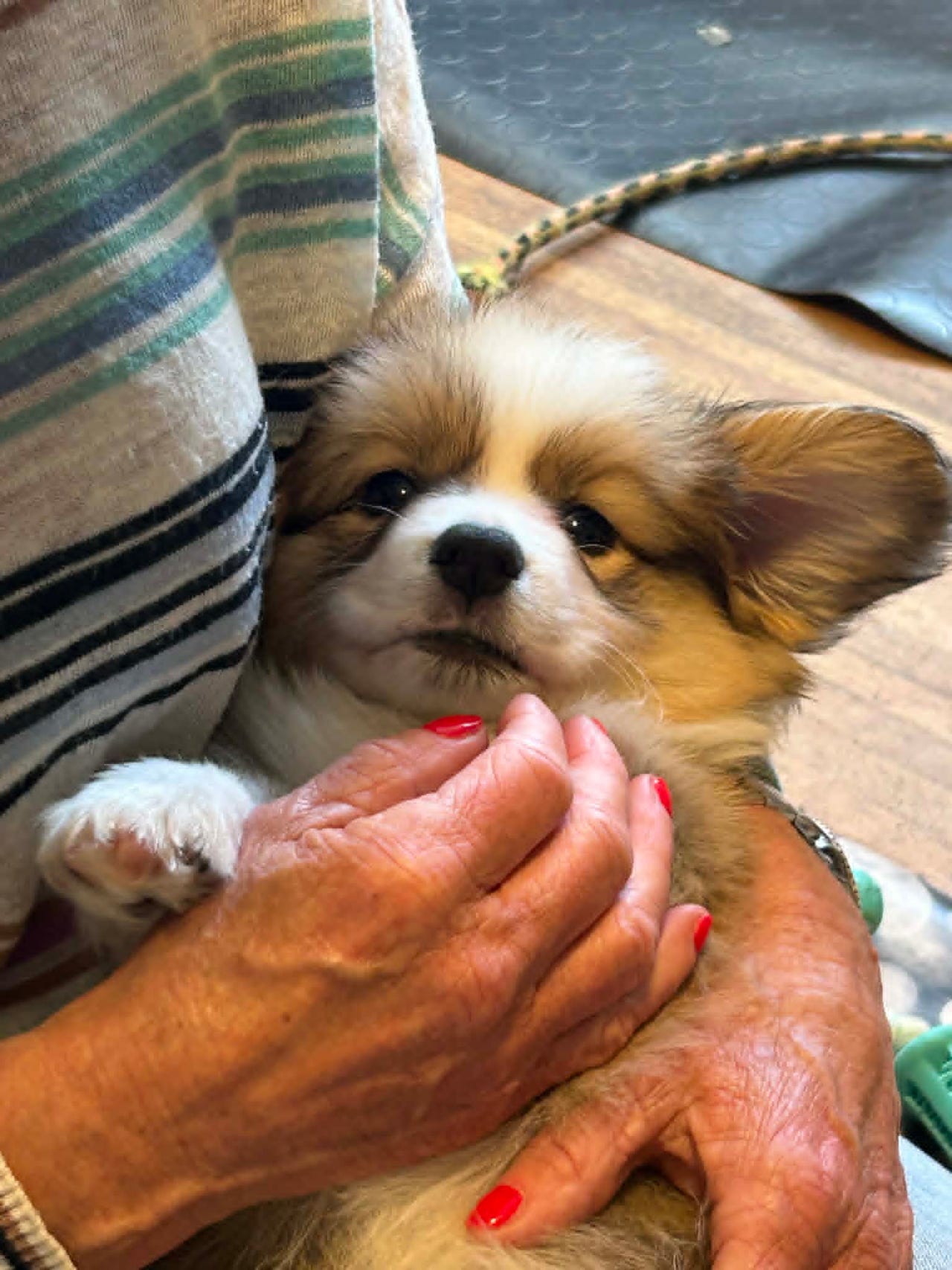 Welsh corgi pembroke